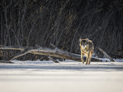 Coyote
