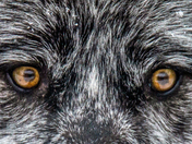the eyes of the wolf