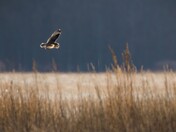 Short-eared Owl