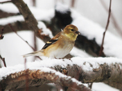 Snow Birds 