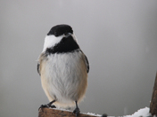 Snow Birds 
