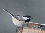 Snow Birds 