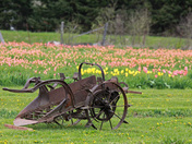 Tulip Farm
