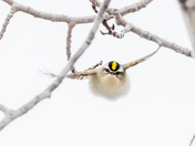 Golden-crowned Kinglet, January 6, 2022 - 7