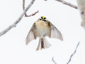 Golden-crowned Kinglet, January 6, 2022 - 8