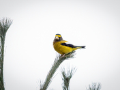 Evening Grosbeak, January 4, 2022