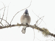 Cold Birds 