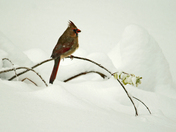 Cold Birds 