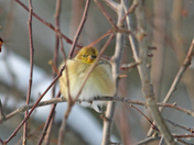 Cold Birds 