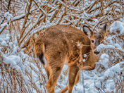 deer in snow