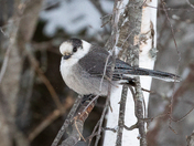 Canada Jay, January 8, 2022