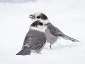 Canada Jay's in Snow