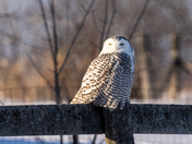 Snowy Owl on Fence