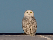 Snowy Owl at Sunrise on Roof
