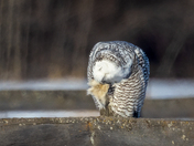 Snowy Owl Itch, January 7, 2022
