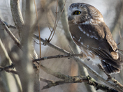 Northern Saw-whet Owl peering through the thicket