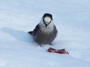 Canadan Jay 