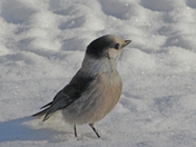 Canadan Jay 