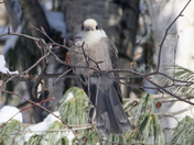 Canadan Jay 