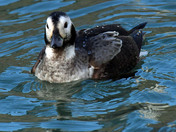 Longtail Duck