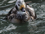 Longtail Duck