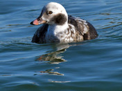 Longtail Duck