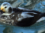 Longtail Duck