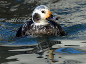 Longtail Duck
