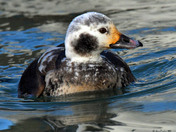 Longtail Duck