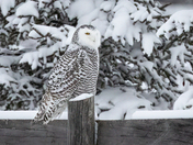 Snowy Owl on Fence in Winter, January 11, 2022-West End of the Sault.