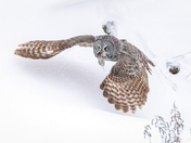 Great Gray Owl In Flight With Dinner - January 12, 2022