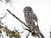 Great Gray Owl Perched January 12, 2020