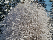 After the Snowstorm