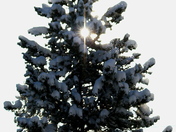 Christmas Star