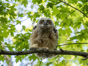 Young Great Horned Owl