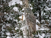 Great Gray Owl on Birch - January 12, 2022