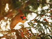 Northern  Cardinal
