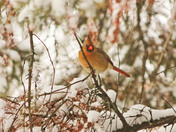 Northern  Cardinal