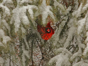 Northern  Cardinal