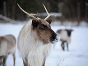 Caribou
