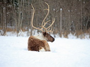Caribou