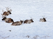 Caribou