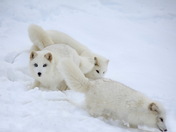 Arctic Foxes
