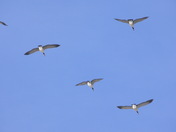 Winter Geese