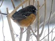 Spotted towhee