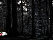 Forest filtered moonlight