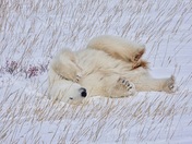 Naptime on the Tundra
