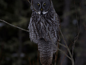 Night owl in the willows, sits