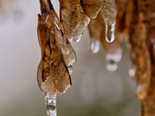 Frozen Maple