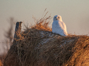 Snowy Owl